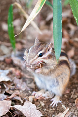 シマリス コレクション