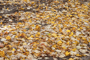 Yellow and orange autumn leaves in fall park.