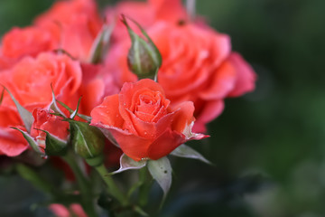 Pink fresh roses in a garden, Ukraine 