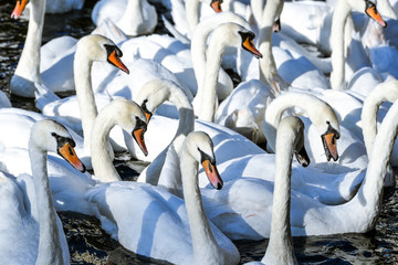 Obraz premium Group of swans