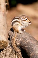 シマリス コレクション