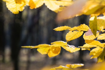 Obraz premium bright yellow leaves in october sunlight in autumn forest background