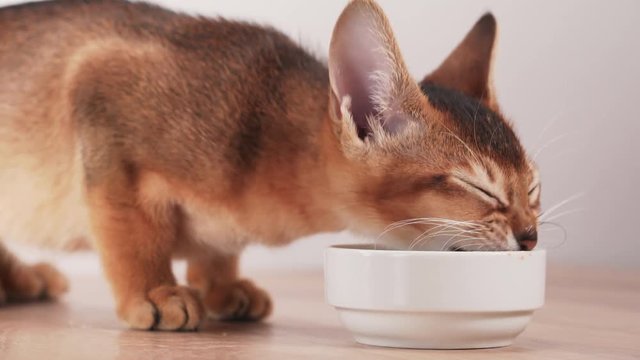abyssinian kitten eating cat food from bowl on table