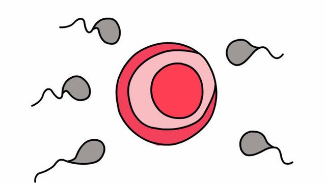 sperm and egg medical sketch illustration hand drawn animation transparent