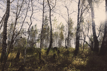 Autumn's birch forest. Toned image.