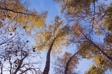 Autumn birch forest, head-up view. Toned image.