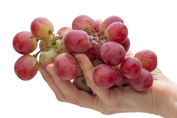 Big red grapes in hand