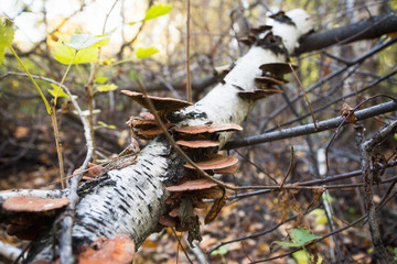 Tree fungus growth on the tree. Shallow depth of field.