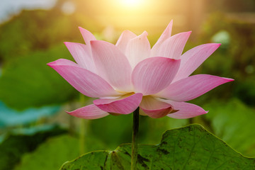 Lotus flower and Lotus flower plants