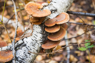 Tree fungus growth on the tree. Shallow depth of field.