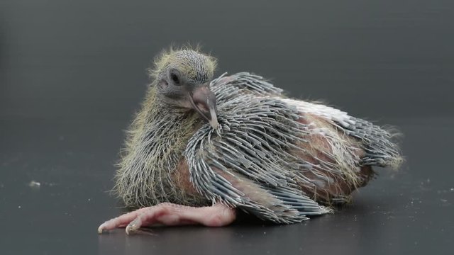 baby pigeon bird
