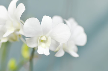 white orchid flower, orchid
