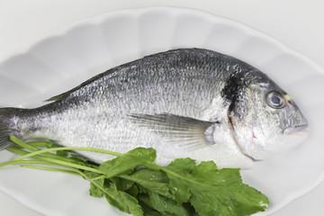 fresh sea bream isolated on white background