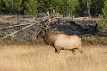 Bull Elk During the Fall Rut