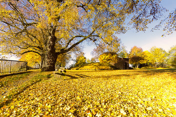 Naklejka premium Herbst_02