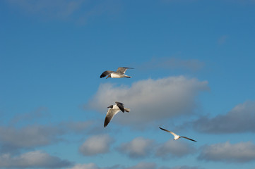 seagull-in-flight