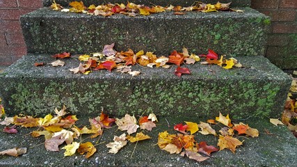 autumn maple leaves on concrete steps with moss