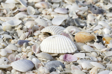 Seashells along sandy beach in Florida
