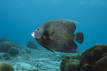 Fototapeta na wymiar Underwater Tropical Angelfish