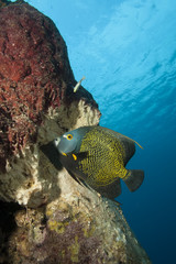 Underwater Tropical Angelfish