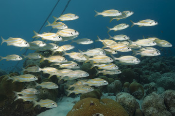 Underwater tropical fish schooling in coral reef
