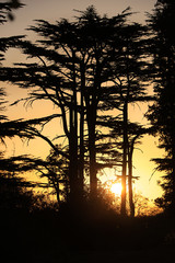 Cedar Forest Sunset, Lebanon
