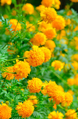 Marigold flower ,Marigold flower in the garden