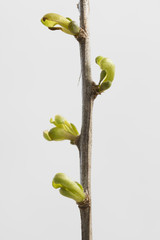 young leafs on a branch of a European bush, isolated on white