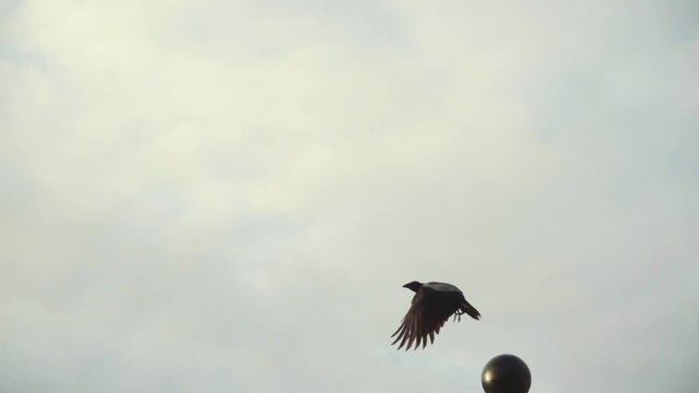 Raven takes off from a metal fence, slow motion