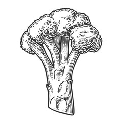 Broccoli. Broccoli Isolated on white background.