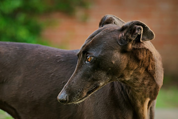 Black greyhound