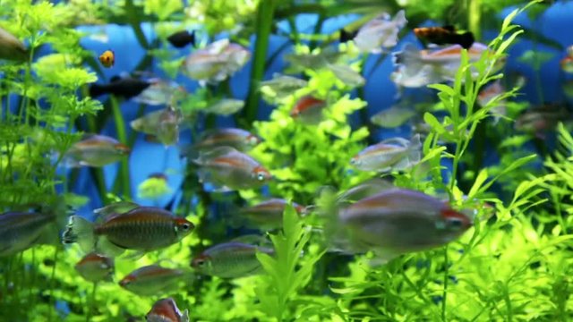 beautiful fish in freshwater aquarium