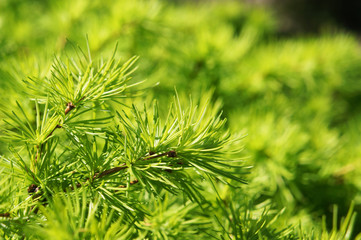 Fresh green larch branches