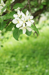 Fototapeta premium Blossoming white apple tree branch