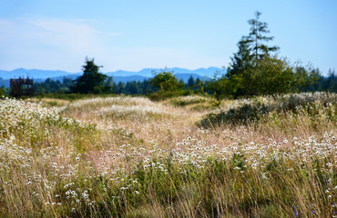 Mima Mounds Natural Area Preserve