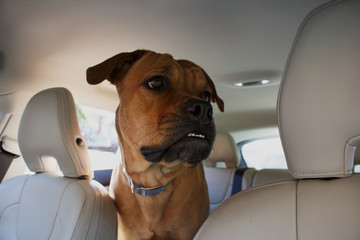 Interested red dog driving in back end of a car