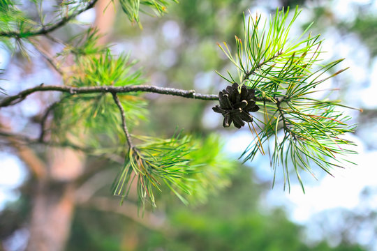 Evergreen pine tree with pinecone