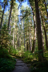 Rain Forest, Olympic National Park