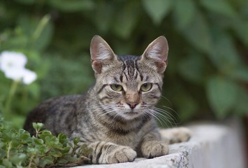 Cute domestic cat portrait