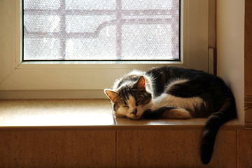 Cute domestic cat sleeping on tile windowsill lit by sunlight