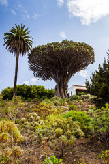 Famous Dragon Tree Drago Milenario in Icod de los Vinos, Tenerife, Canary Islands, Spain. UNESCO World Heritage Site