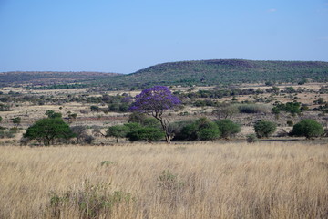 afrikanische Landschaft
