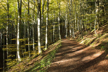 Wood landscape