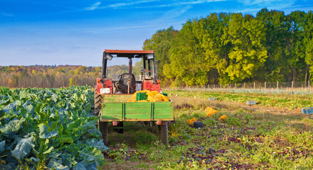 Ernte im Herbst © Jürgen Fälchle