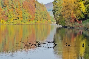 Herbstwald, im See gespiegelt