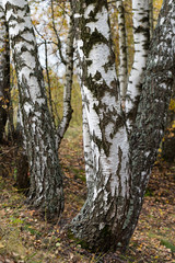 The trunks of birch trees with black-and-white bark