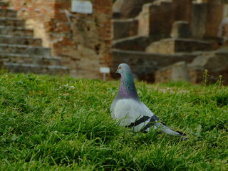 Piccione a passeggio