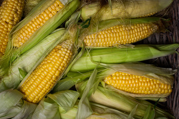 Fresh corn on cob in wicker basket.