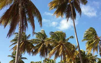 Fototapeta na wymiar Palm Trees in the Sky