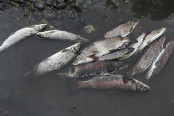 Salmon, grayling and whitefish in the form of a catch. Moma River. Yakutia. Russia.